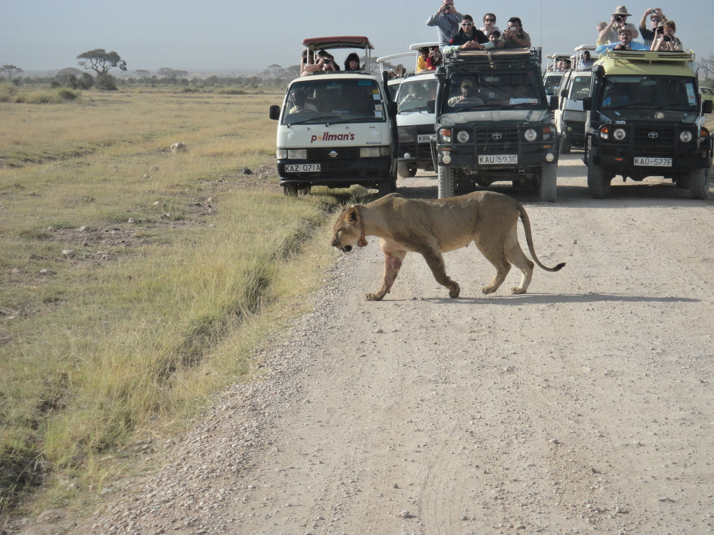 Kenya, amboseli nationalpark, lion...