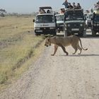 Kenya, amboseli nationalpark, lion...