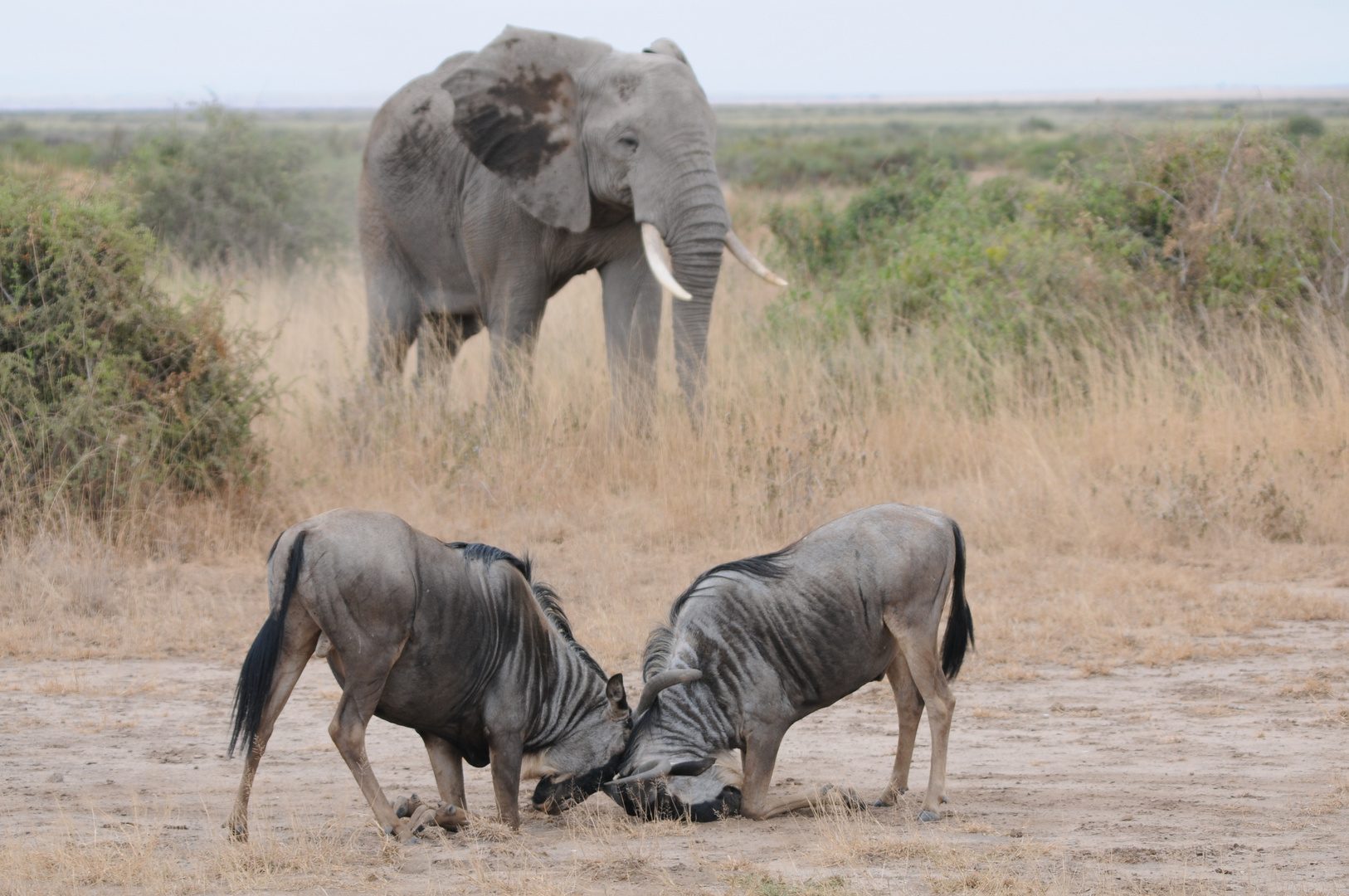 kenya-amboseli NP