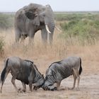 kenya-amboseli NP