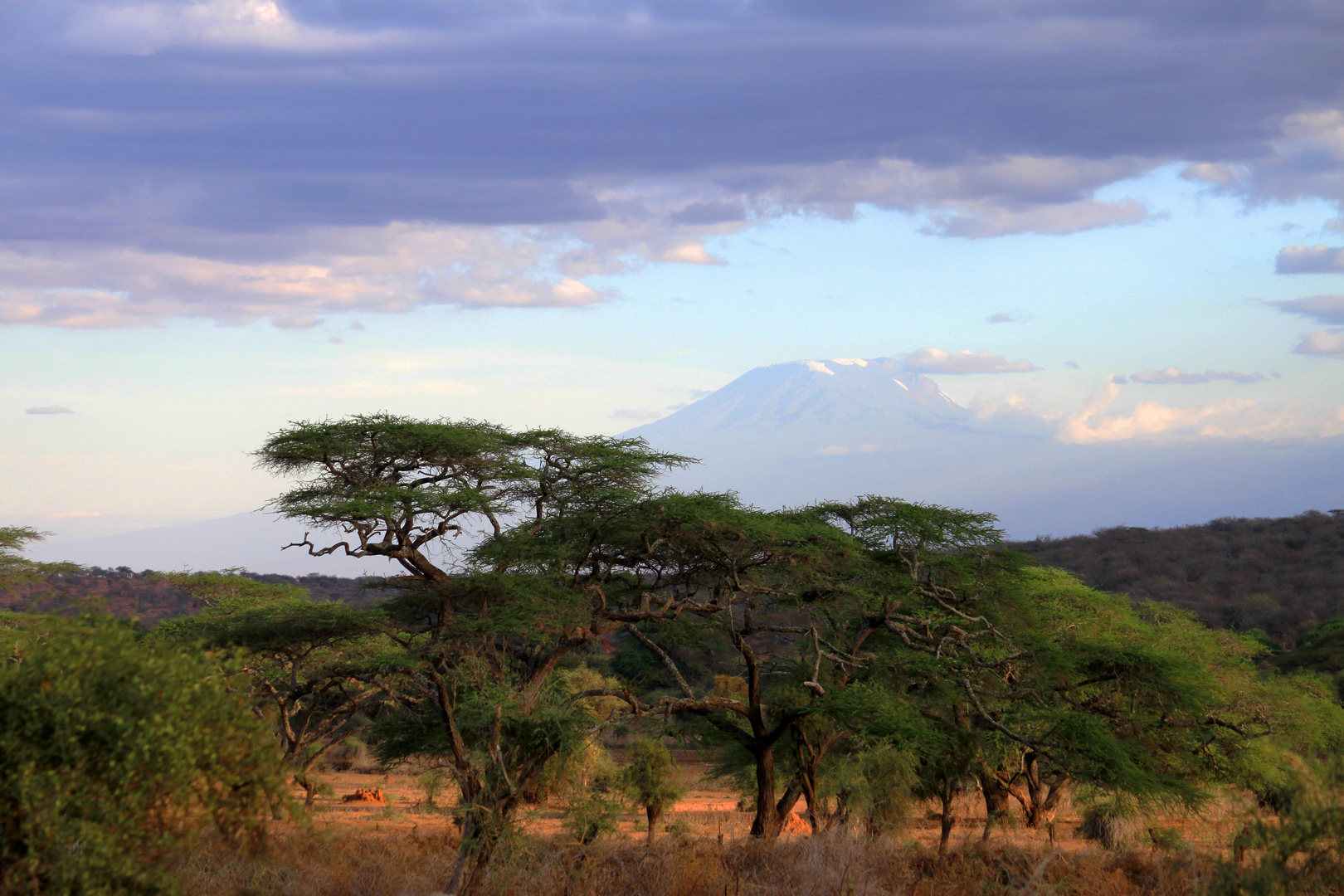 Kenya - Bushland