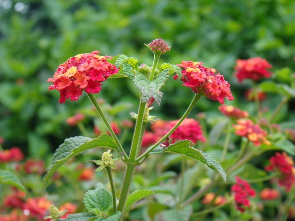 kenya flower 1