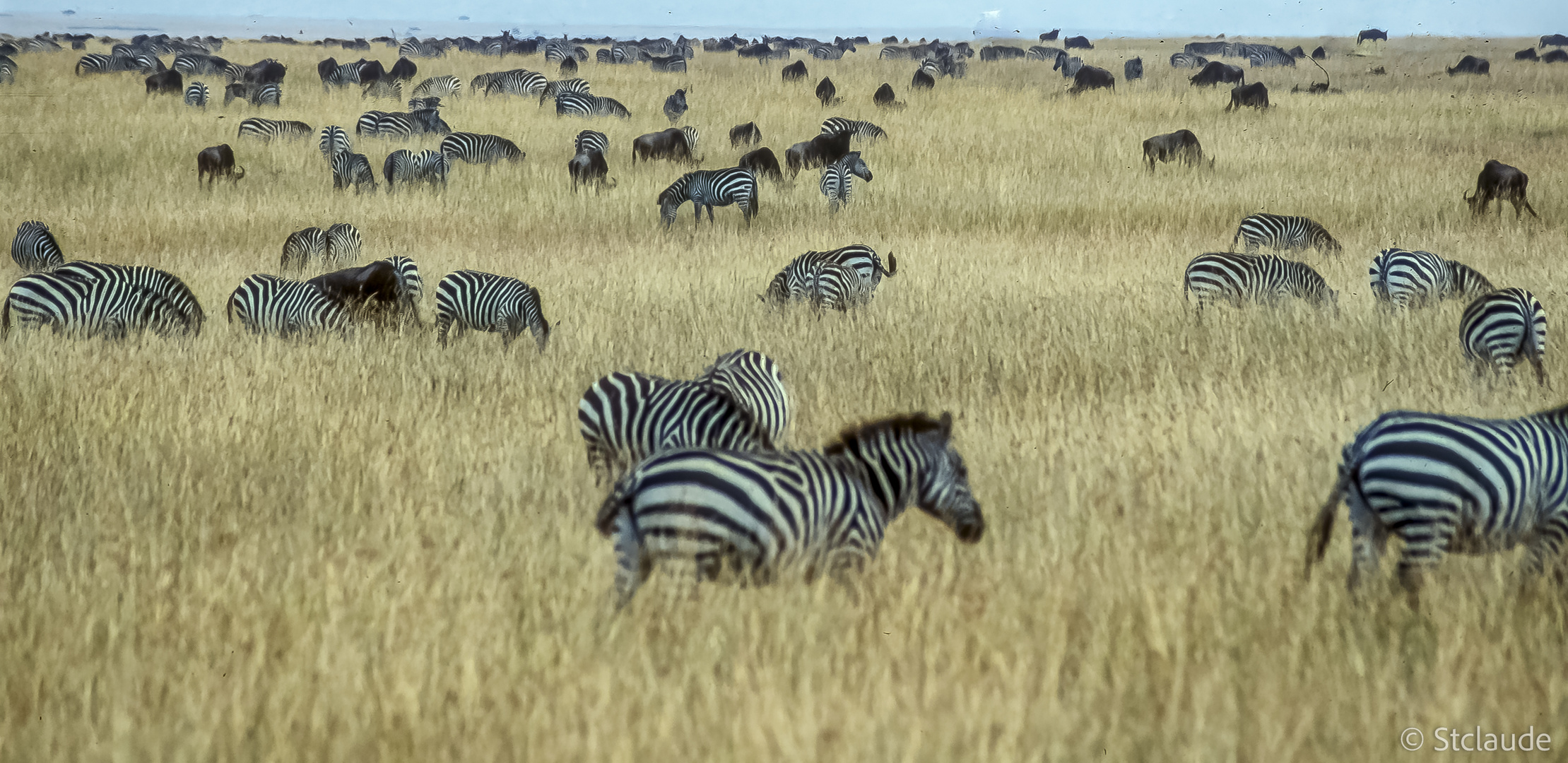 Kenya grosse Migration