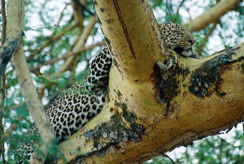 KENYA Lake Nakuru Leopard.jpg