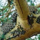 KENYA Lake Nakuru Leopard.jpg