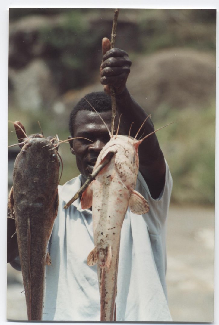 kenya ,le poisson chat