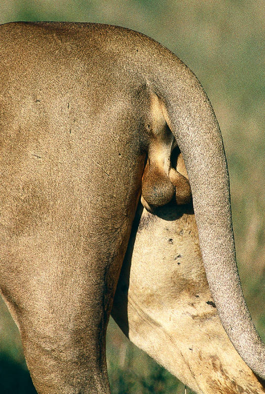 KENYA Masai Mara Löwe