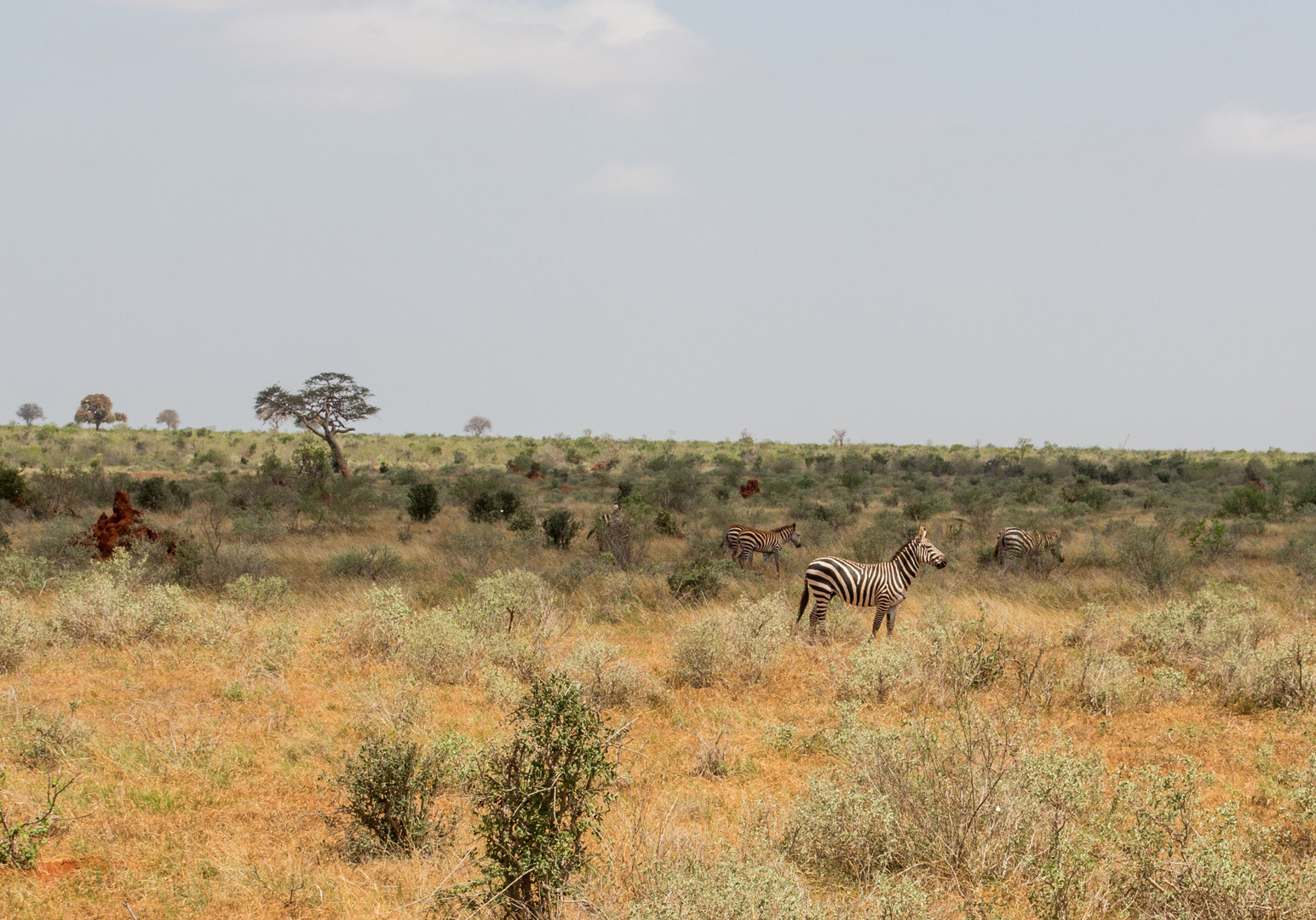 Kenya * Safari Tsavo East * Afrika