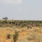 Kenya * Safari Tsavo East * Afrika