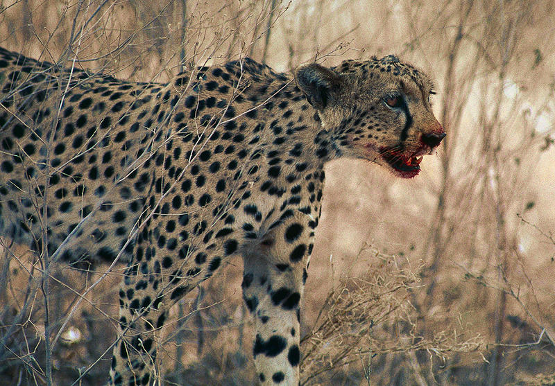 KENYA Samburu Gepard