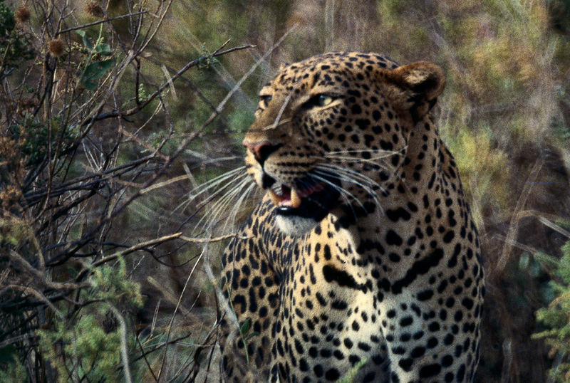 KENYA Samburu Leopard