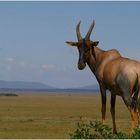 Kenya - Topi - Masai Mara Game Reserve