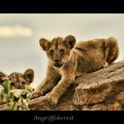 Kenya- Wild Life