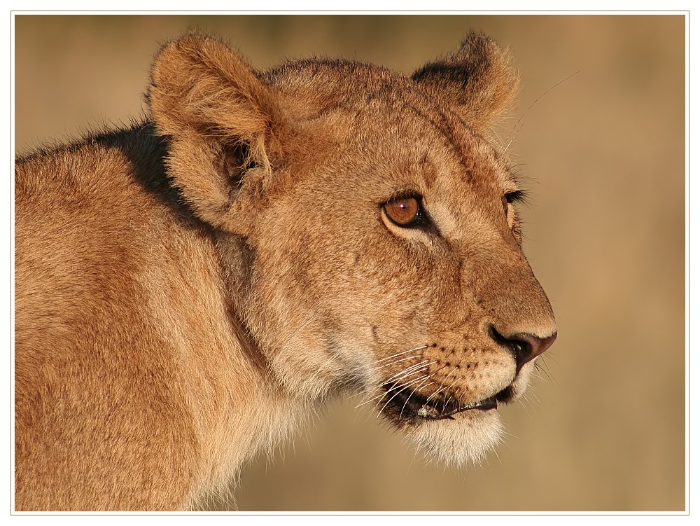 Kenya Wildlife