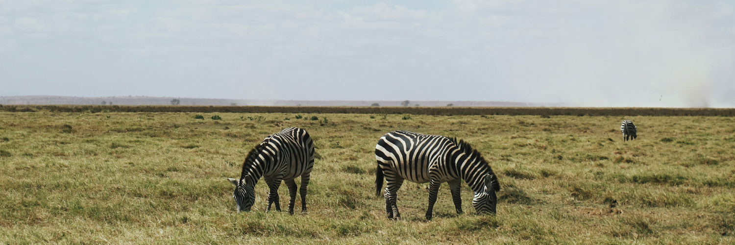 KENYA-ZEBRAS