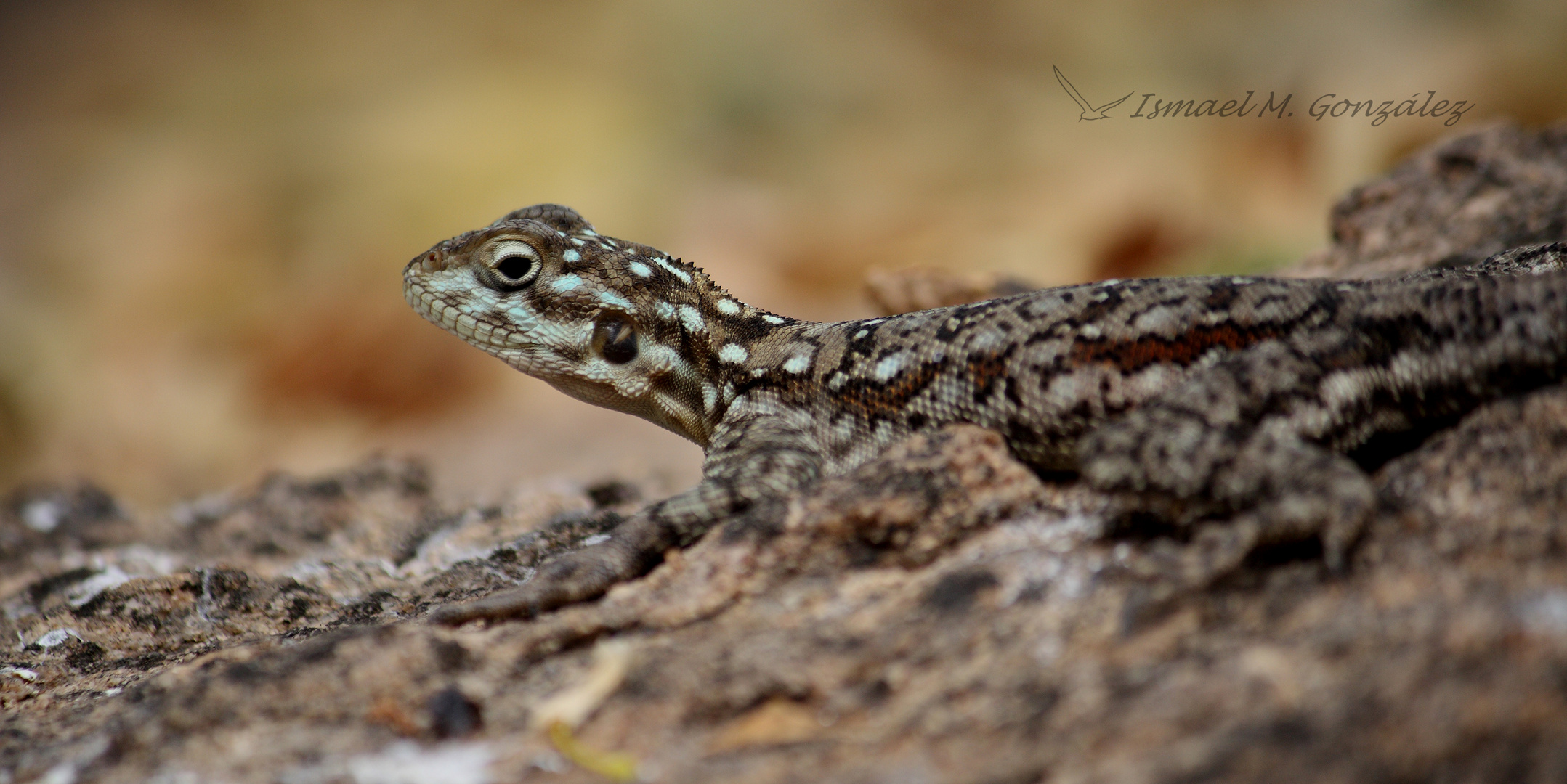 Kenyan Rock Agama. Hembra. Agama lionotus.