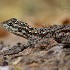 Kenyan Rock Agama. Hembra. Agama lionotus.