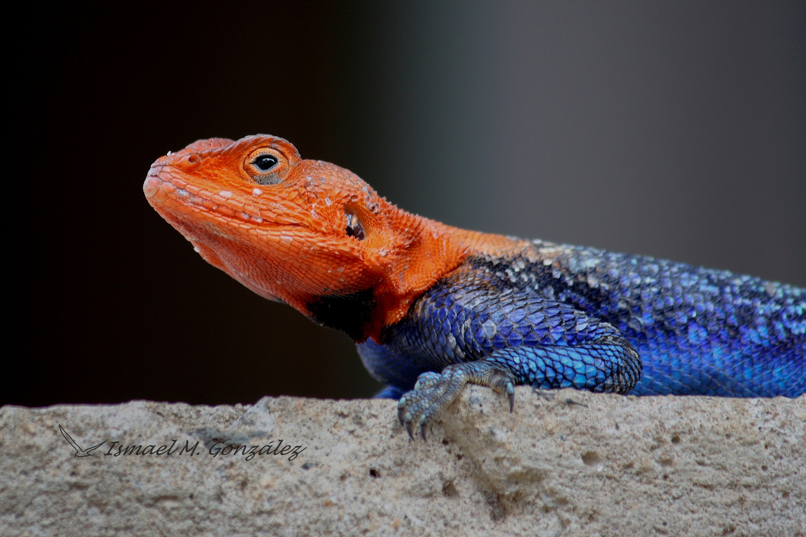 Kenyan Rock Agama. Macho. Agama lionotus.