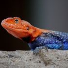 Kenyan Rock Agama. Macho. Agama lionotus.