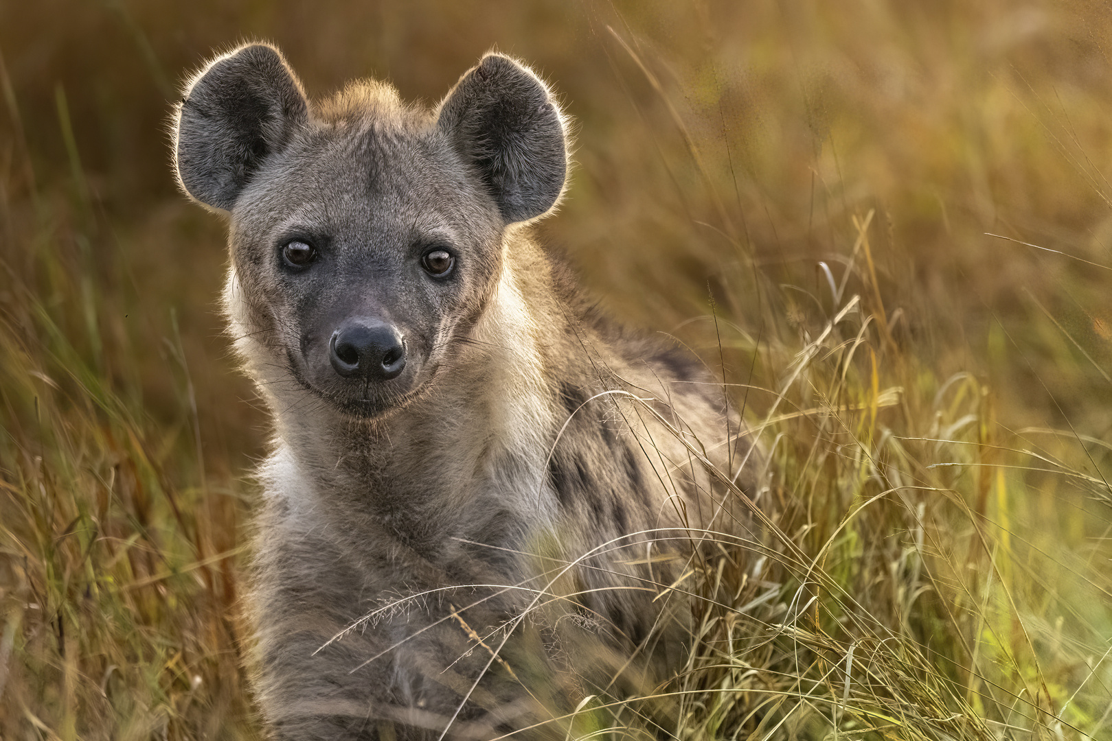 Kenyas next Top Hyena Model :-) 