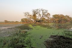 Keoladeo Nationalpark