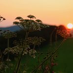 Kerbel im Sonnenuntergang