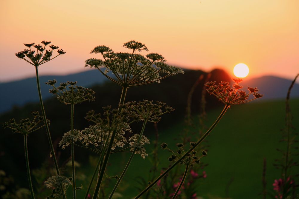 Kerbel im Sonnenuntergang