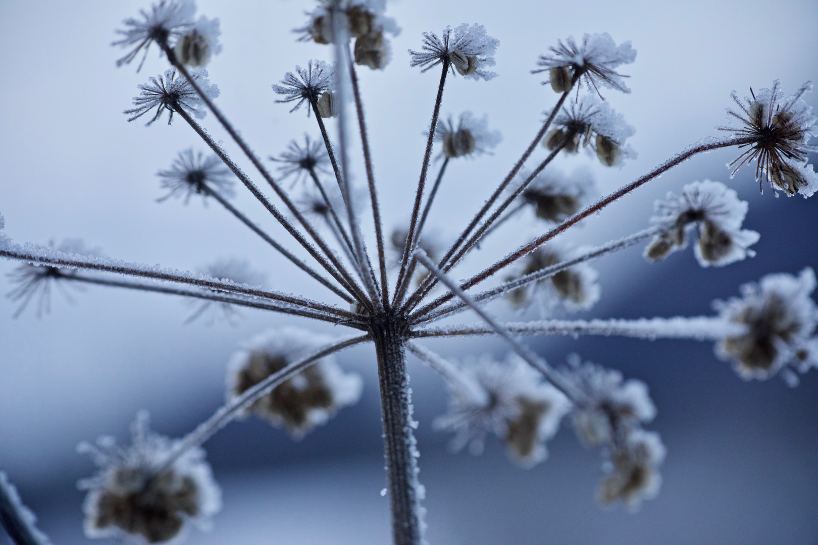 Kerbel im Winter