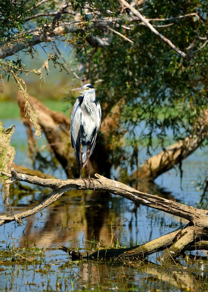 Kerkini See - 05