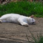 Kerlchen genießt den Frühling