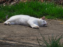 Kerlchen genießt den Frühling