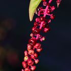 Kermes-Beeren