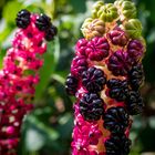 Kermesbeere (Phytolacca)