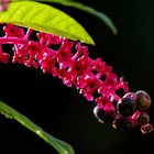 Kermesbeere (Phytolacca)