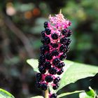 Kermesbeere - Phytolacca acinosa