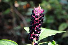 Kermesbeere - Phytolacca acinosa