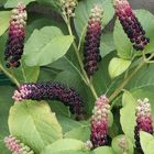 Kermesbeere ( Phytolacca )