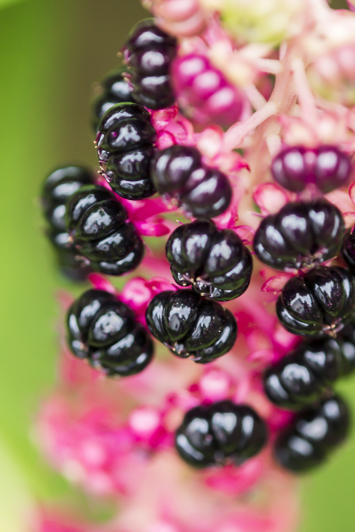 Kermesbeere (Phytolacca)