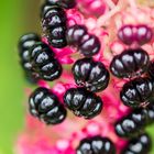 Kermesbeere (Phytolacca)