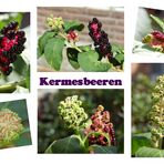 Kermesbeeren...