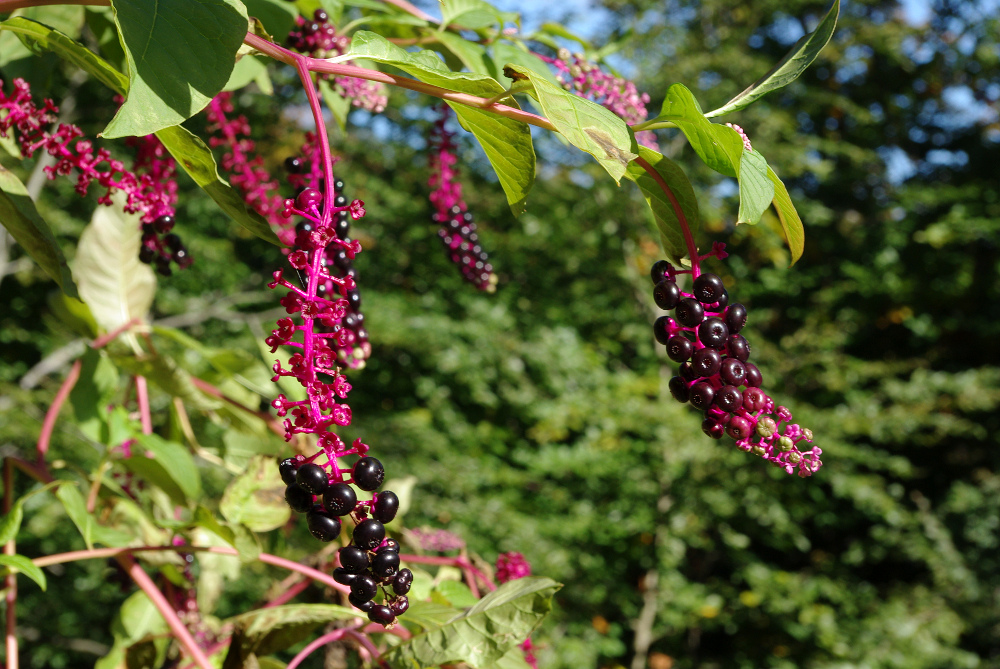 Kermesbeeren