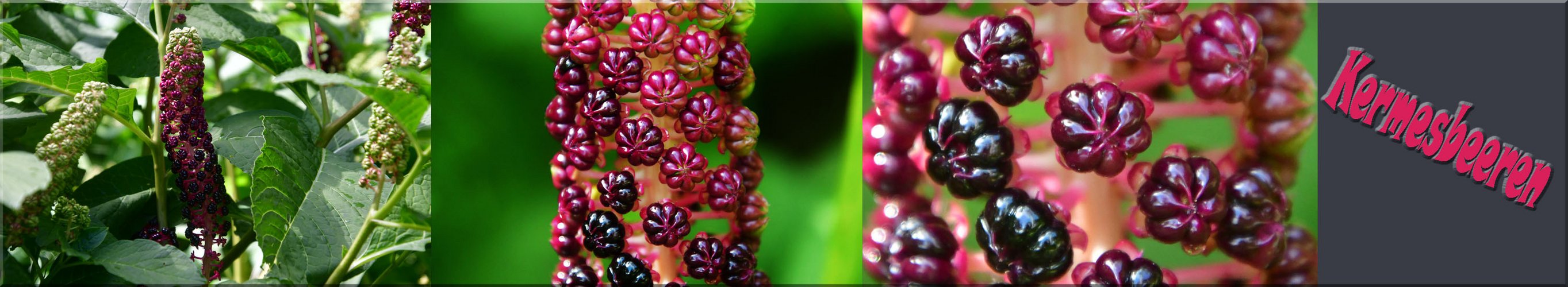 Kermesbeeren (Phytolacca)