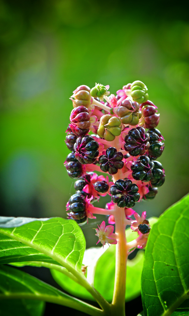 Kermesbeeren (Phytolacca)