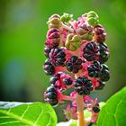 Kermesbeeren (Phytolacca)