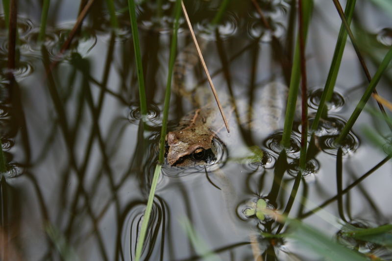 Kermet der Frosch in seiner Badewanne