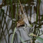 Kermet der Frosch in seiner Badewanne