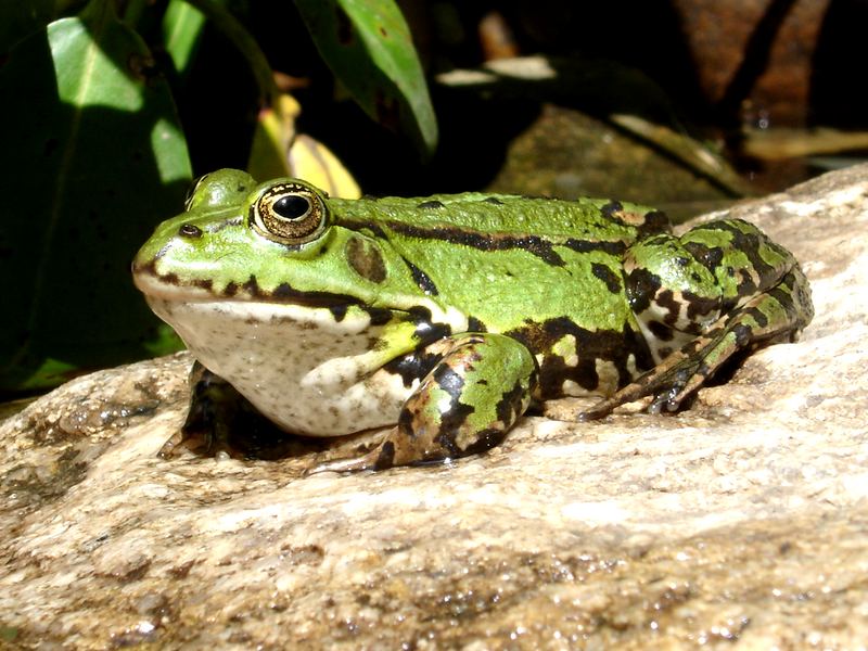 Kermit beim Sonnenbad