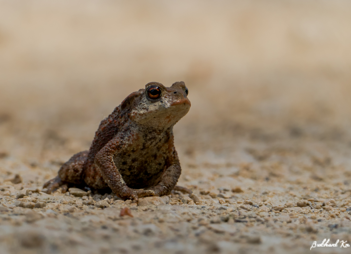 Kermit der Bufo...........