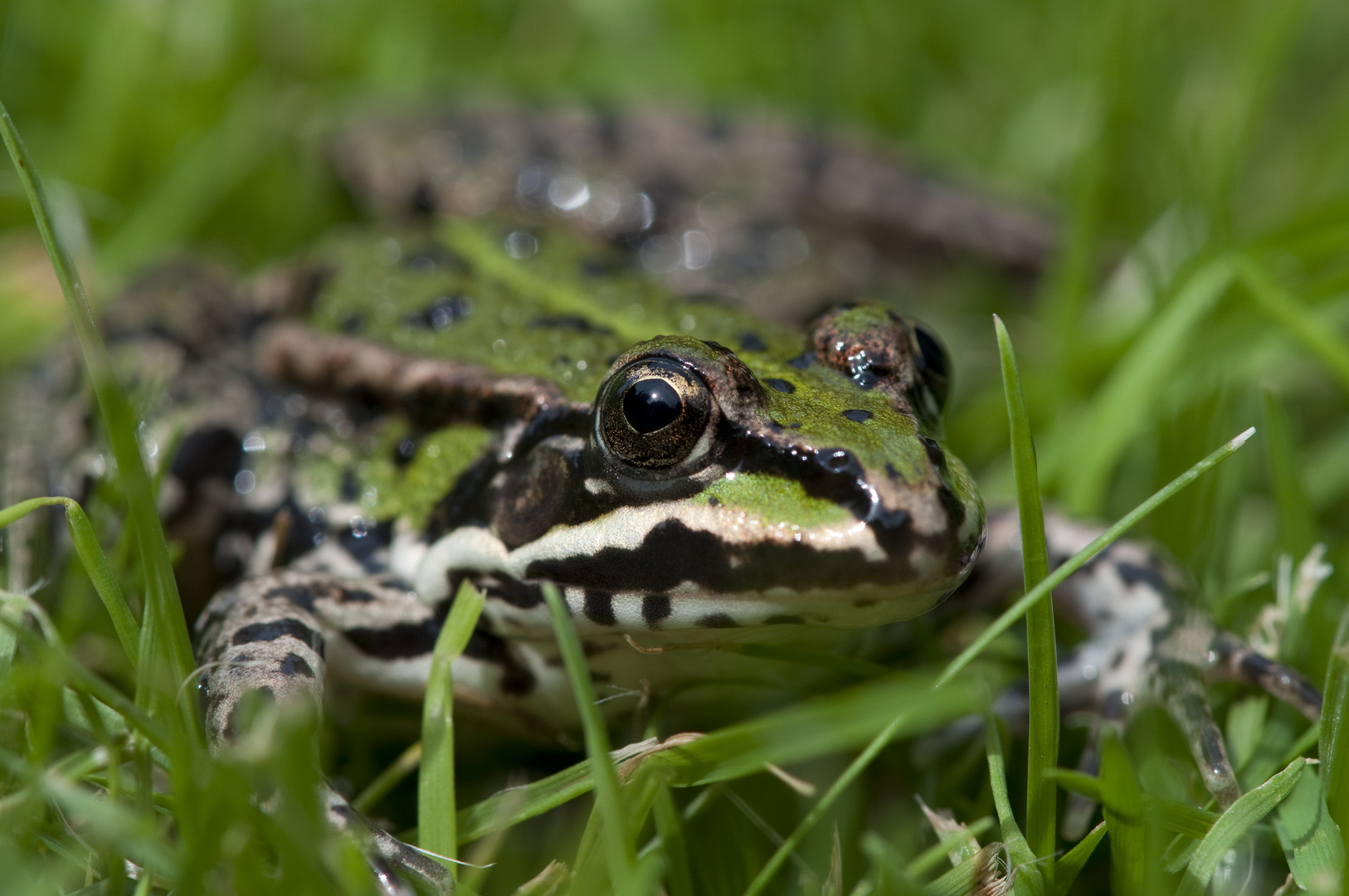 Kermit der Frosch