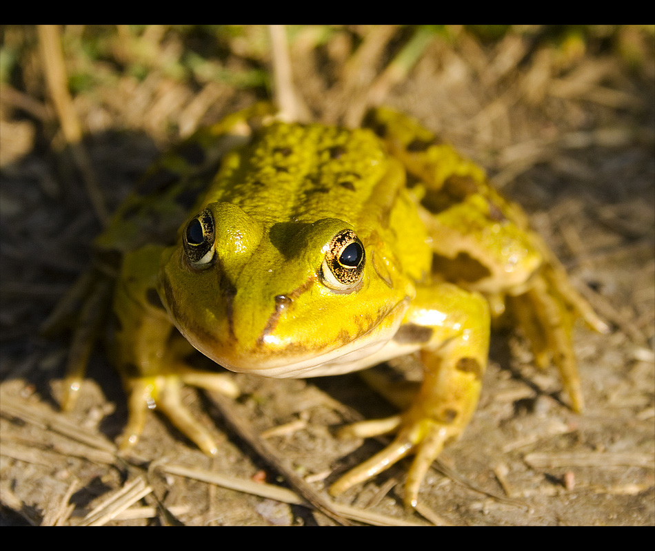 Kermit der Frosch